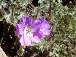 Geranium robustum